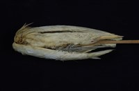 藏品(黃頭鷺)的圖片